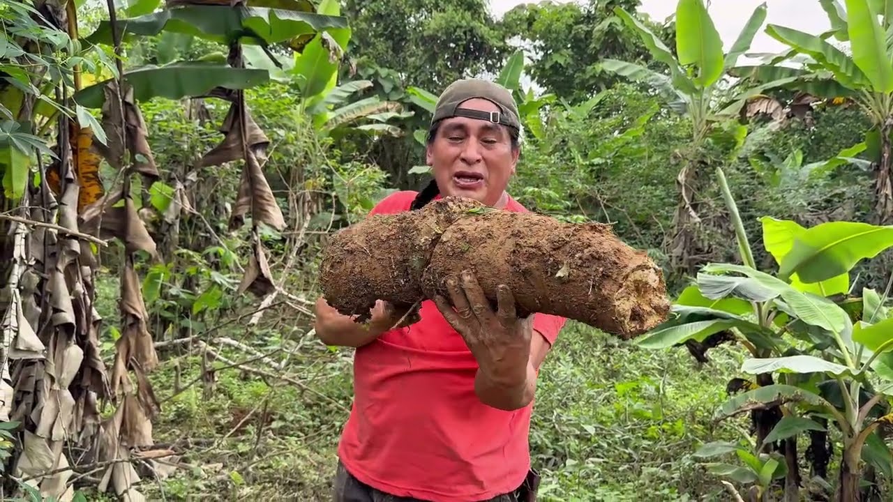 Estas fueron las yucas mas antiguas que quedaban en la finca