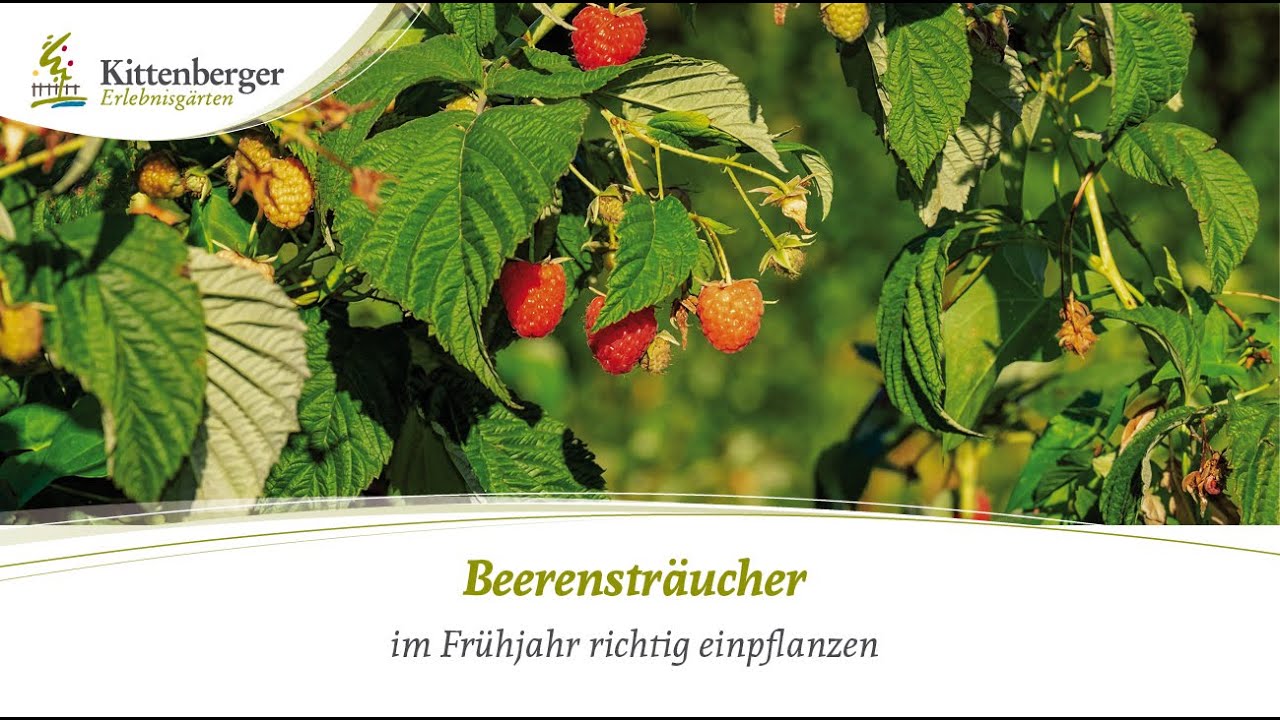 Tipps um Beerenstr&auml;ucher richtig einzupflanzen