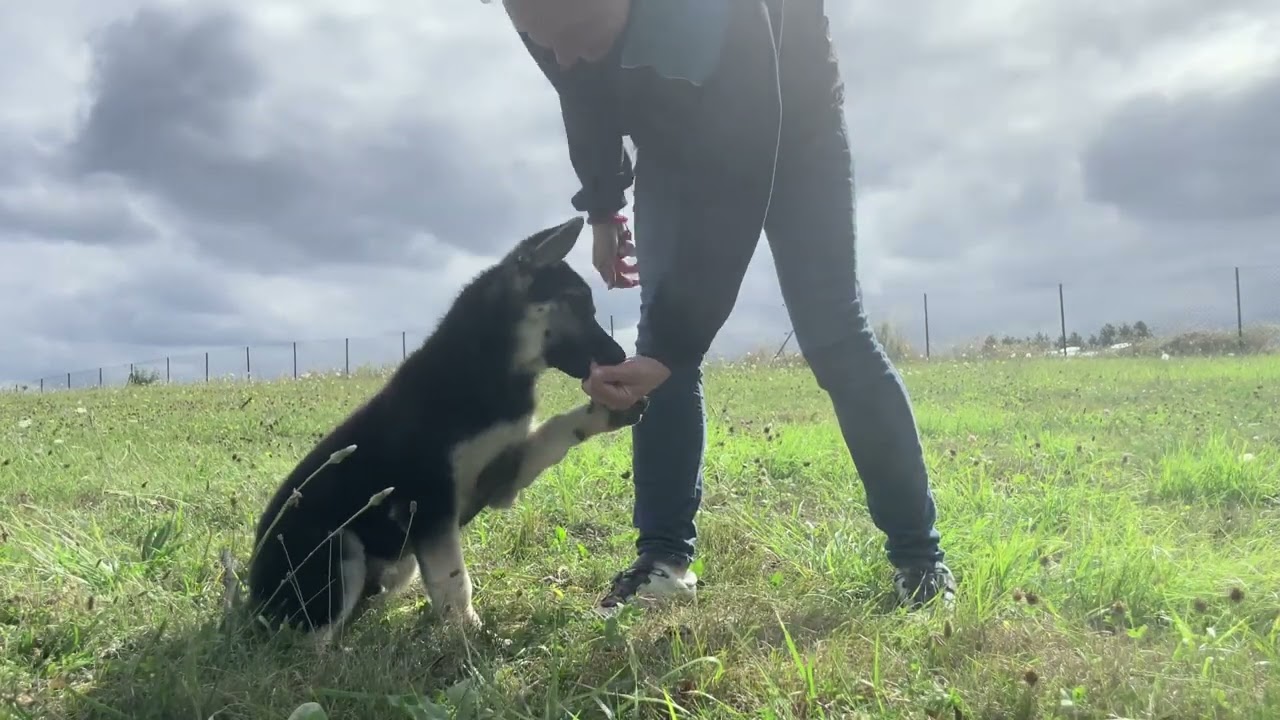 Bases d'obéissance avec un chiot de 2.5 mois au clicker