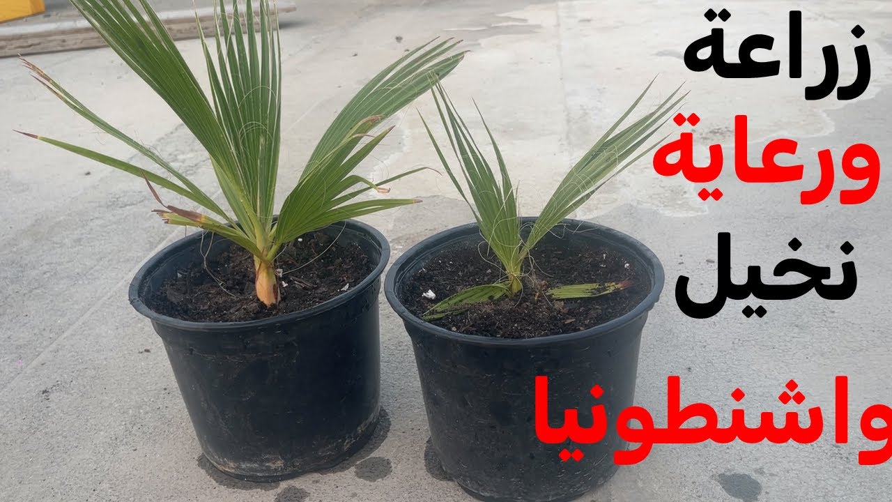 خطوات بسيطة لزراعة بذور نخيل واشنطونيا بنجاح مضمون ورعاية نخيل واشنطونيا نصائح وارشادات