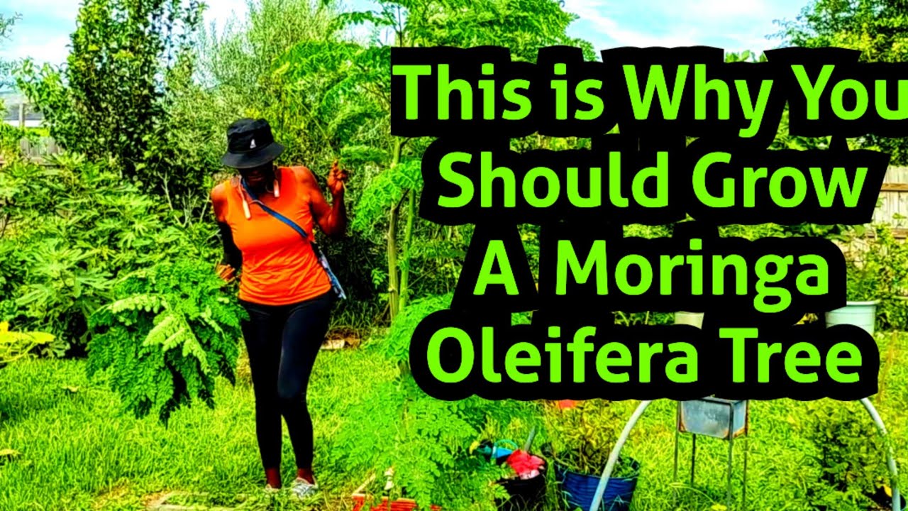 Why You Should Grow The Moringa Oleifera Tree‼️