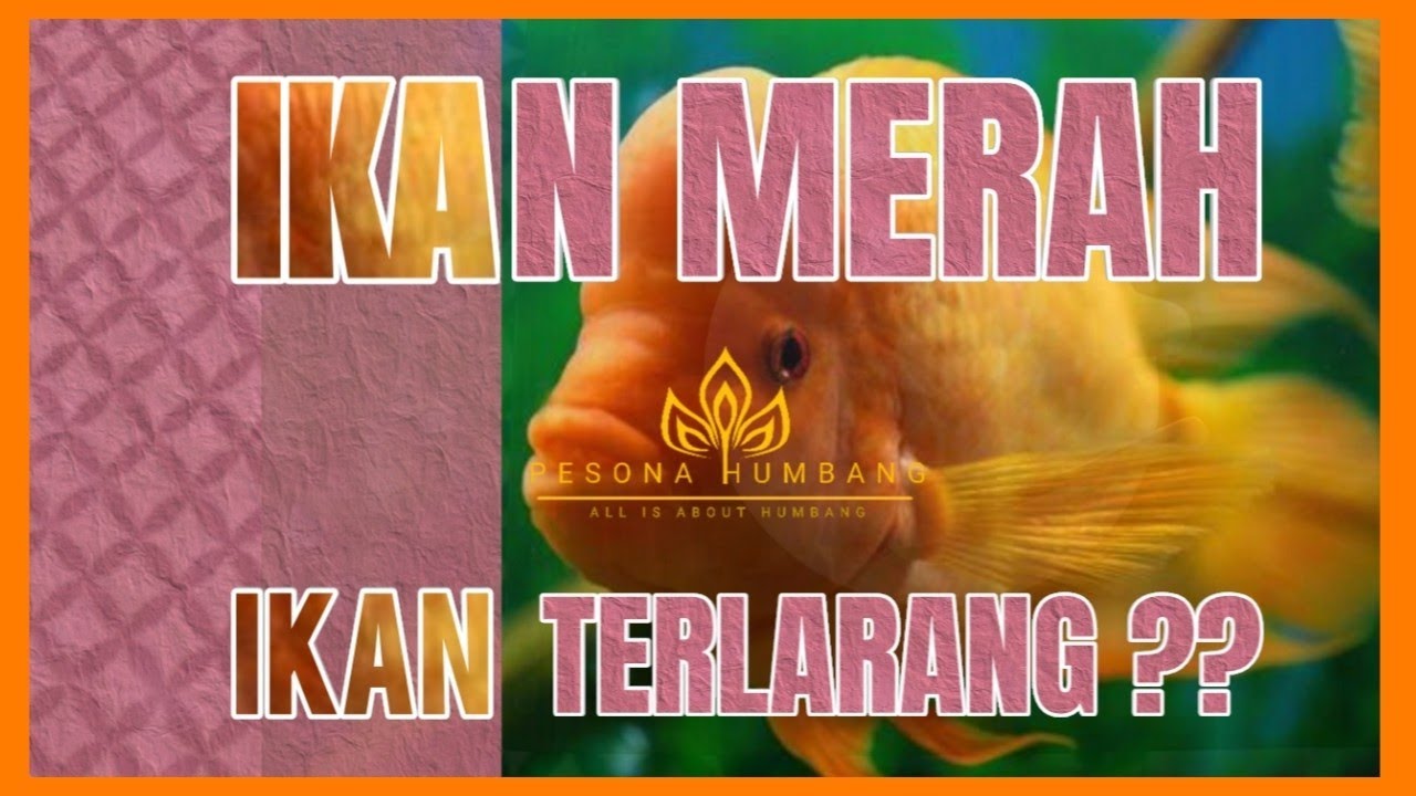 Mengenal Ikan Red Devil Fakta & Kenapa Ikan Iblis Merah ini Dilarang #danautoba #ikan #ikanmerah