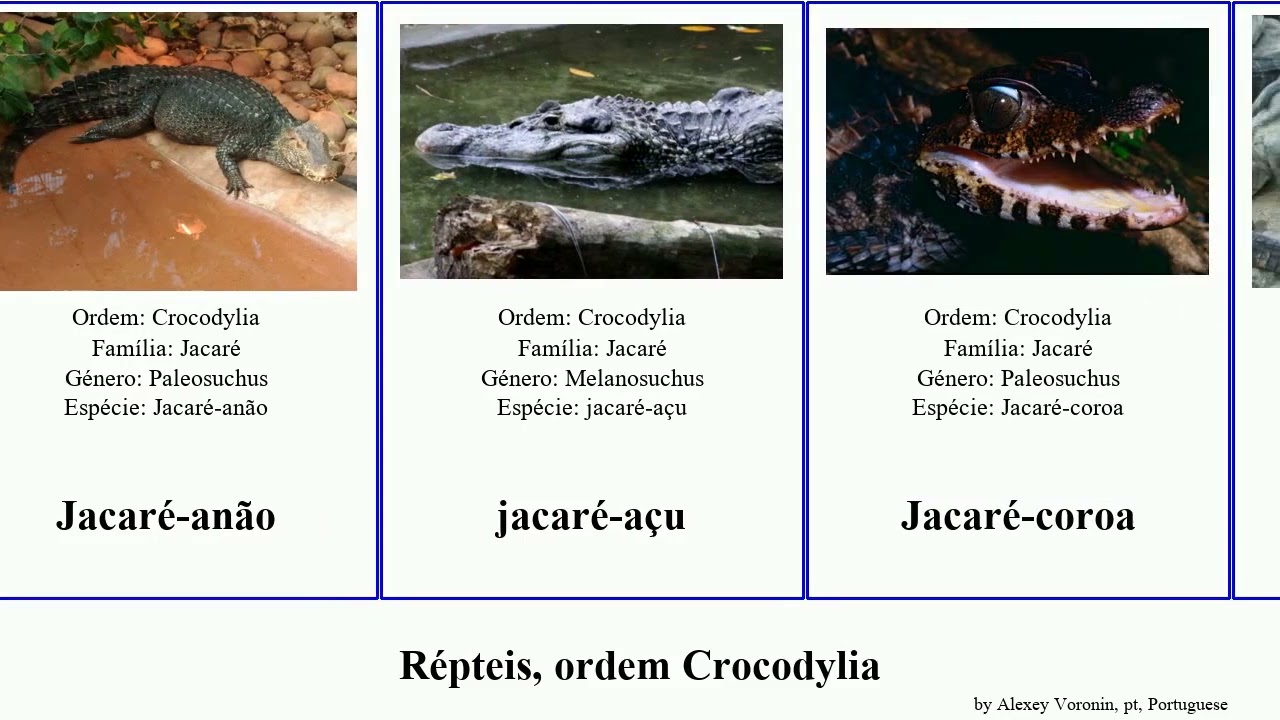 R&eacute;pteis, ordem Crocodylia canadensis reptilia lythrodectikos Ramphosuchus coryphaeus Purussauro