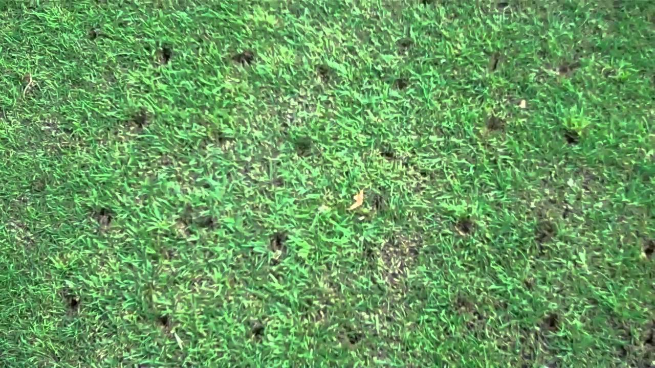 Kirby Muxloe Bowls Club  Solid Tine + Topdress