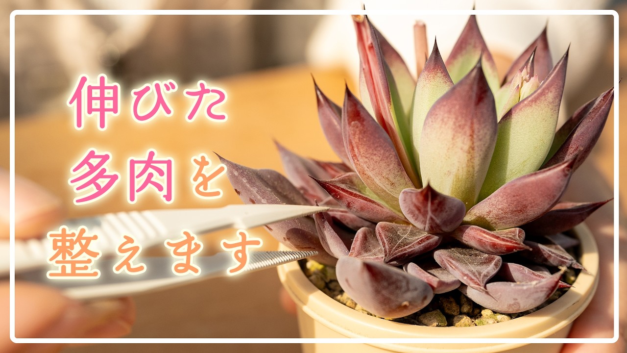 【春前に仕立て直し】気付いたらタケノコに⁉︎