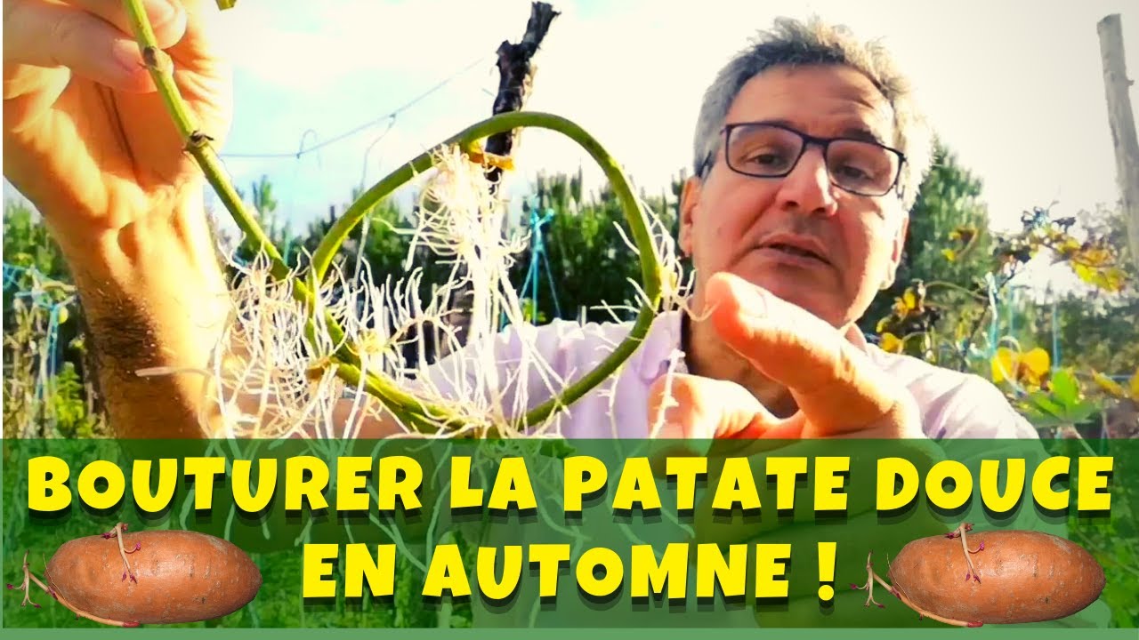 Comment bouturer la patate douce en automne au jardin potager ?