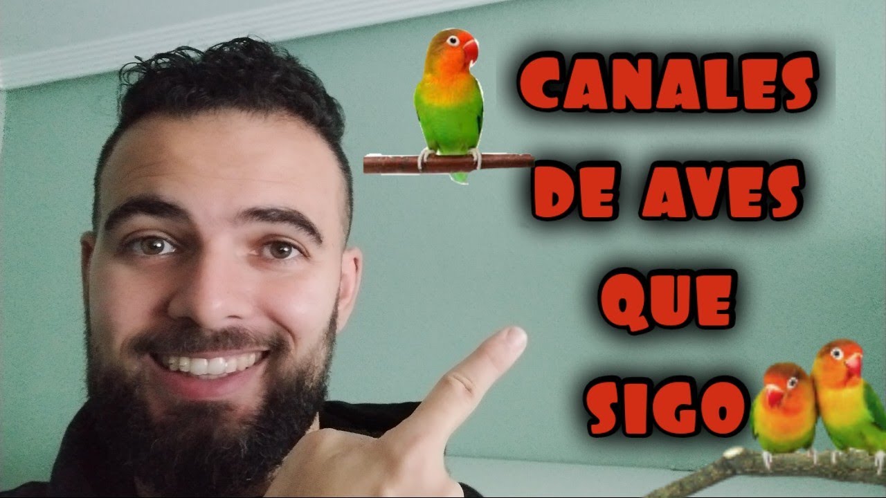 CANALES de aves RECOMENDADOS (por mi)