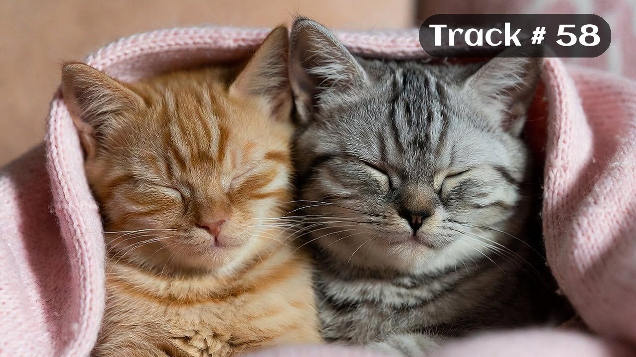 [Sleepy Cats Piano #58] Peaceful Piano with Warm Cat Moments