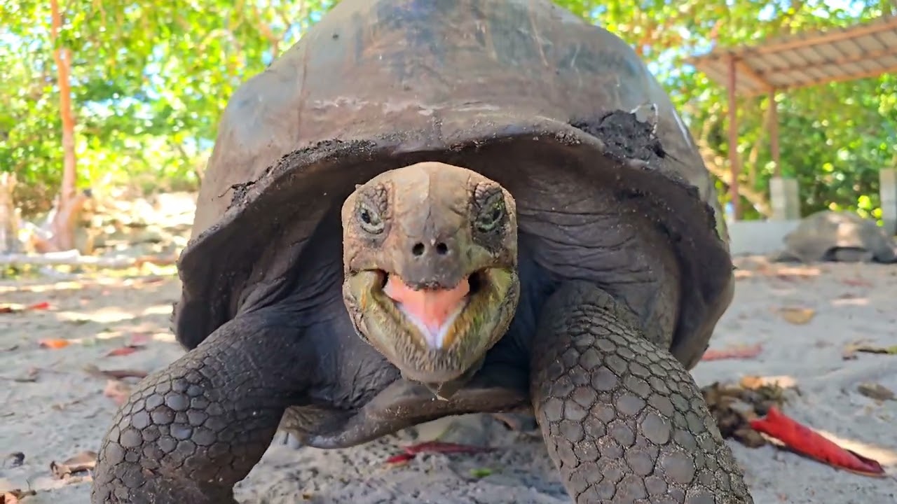 Seychelles 2026
