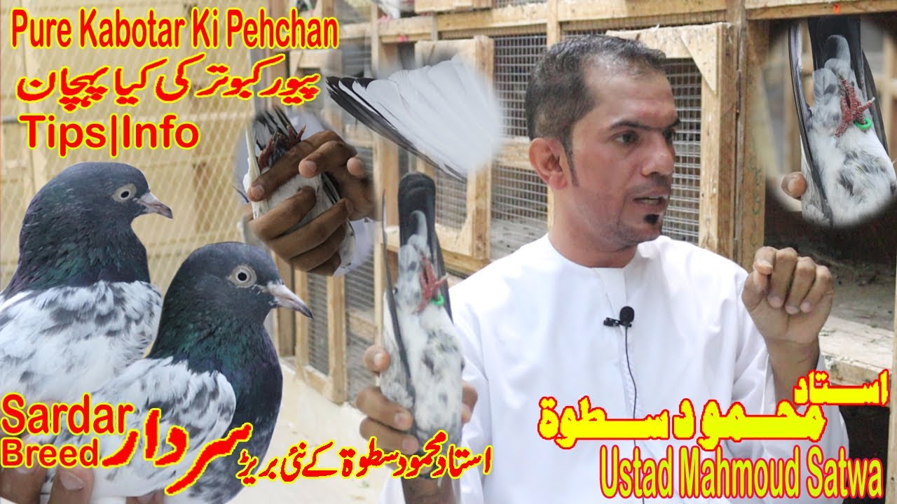 Ustad Mahmoud Satwa|Sardar Breed|Pure Kabotar Ki Pehchan|Perfect Ya Mukamal Joda|Informative Video