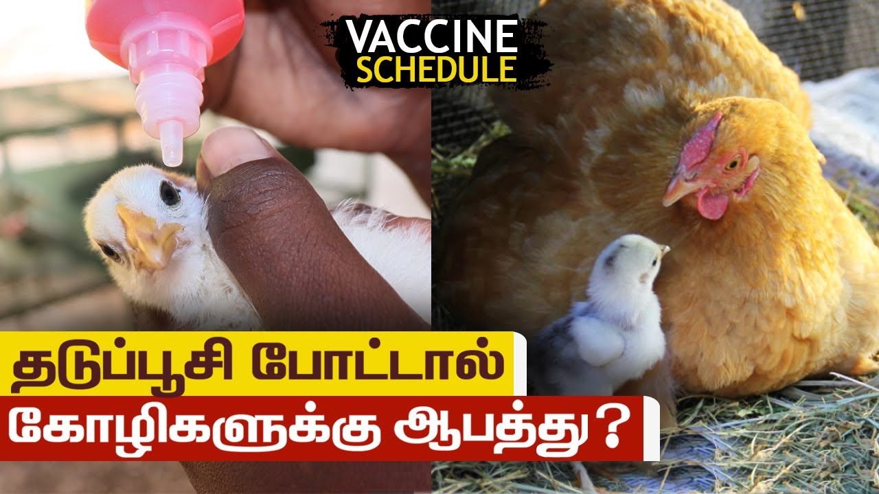 தடுப்பூசி போட்டால் கோழிகளுக்கு ஆபத்து | Vaccine Schedule | Farming Business Ideas