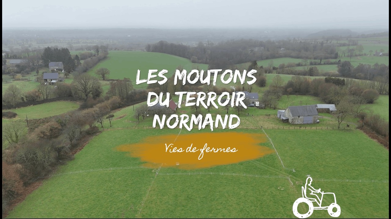 Vies de fermes – Les moutons du terroir normand