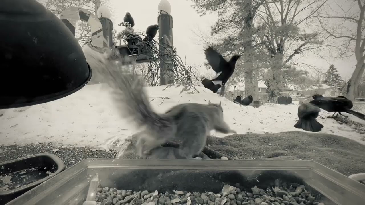 Tv for cats with some songs I made a hundred years ago. 