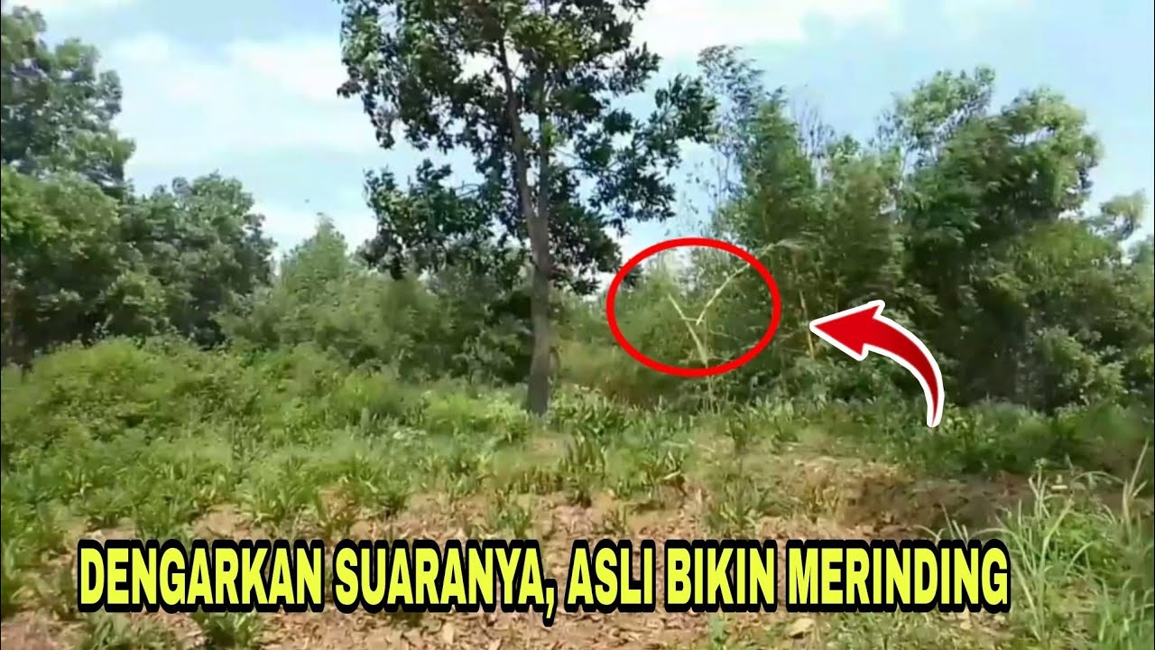 CARA MEMBUAT KOLECER DARI BAMBU | KOLECER SUARA PETIR