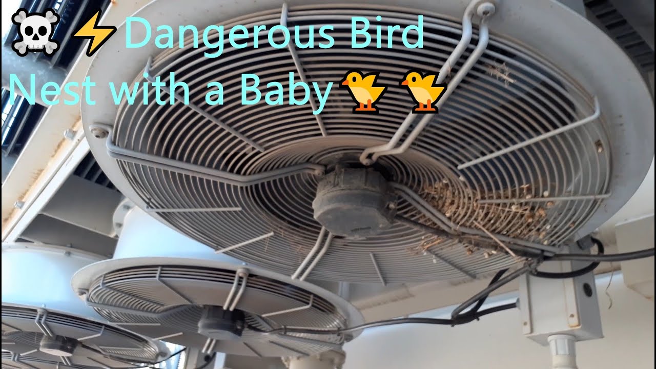 How Can Mother Bird Saving baby bird from Danger Birds Nest//Dangerous Bird Nest In Transformer.