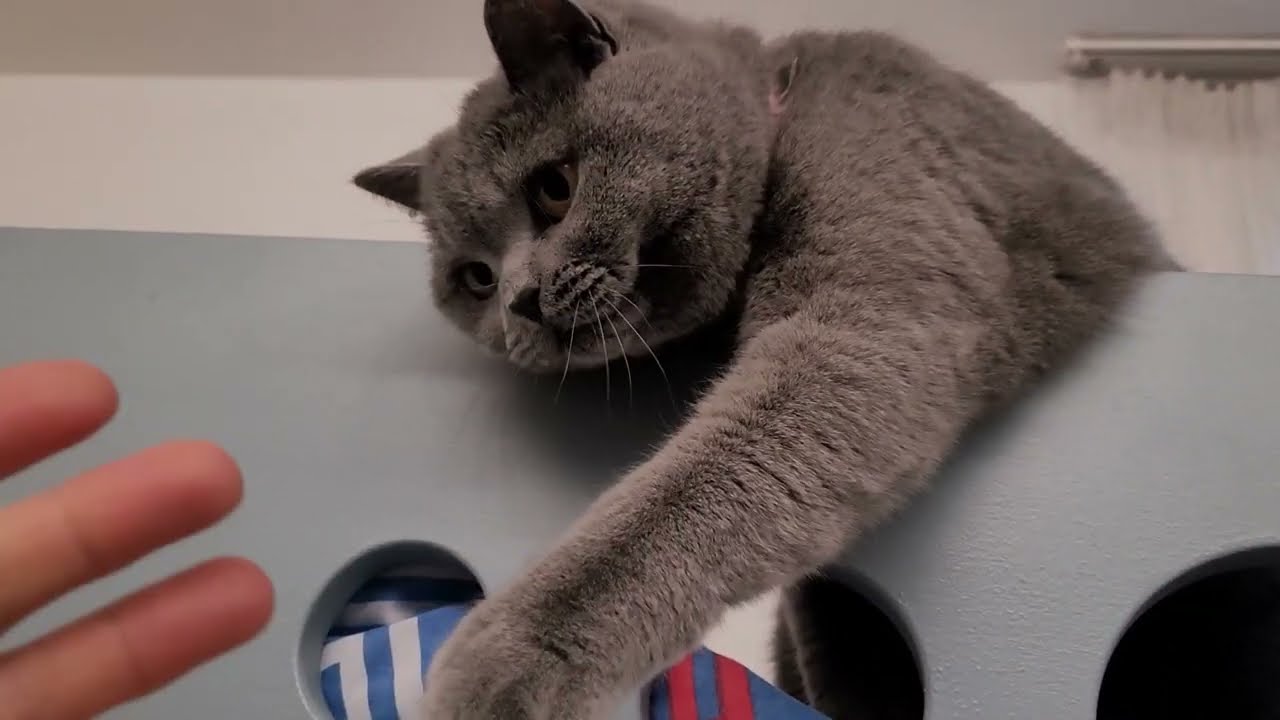 #CHARTREUX CAT ,IT'S PLAY TIME ,SMART CAT,  PLAYFUL CAT