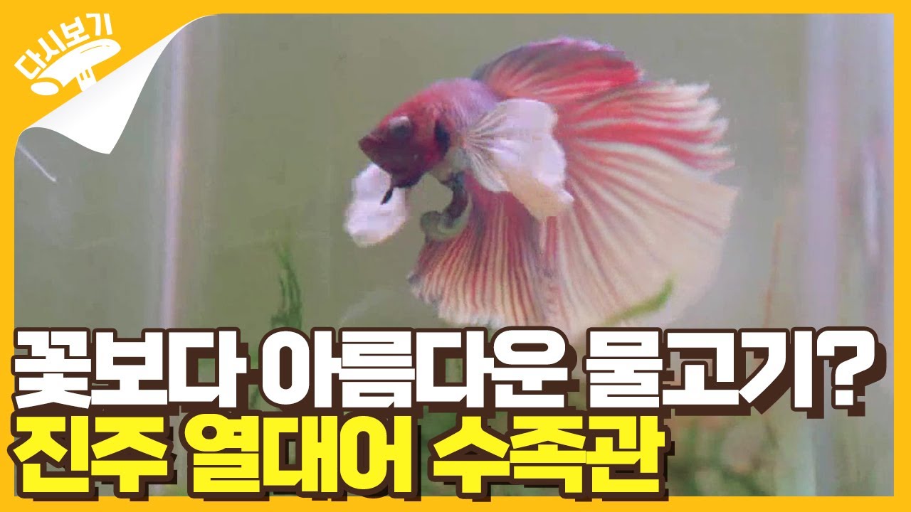 꽃보다 아름다운 물고기를 볼 수 있는 진주 열대어 수족관