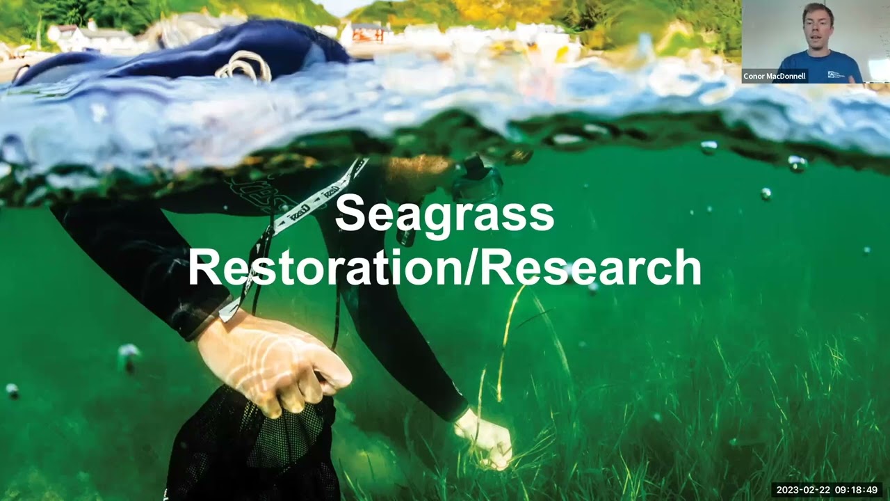 Seagrasses: Importance, Decline, and Opportunities for Restoration