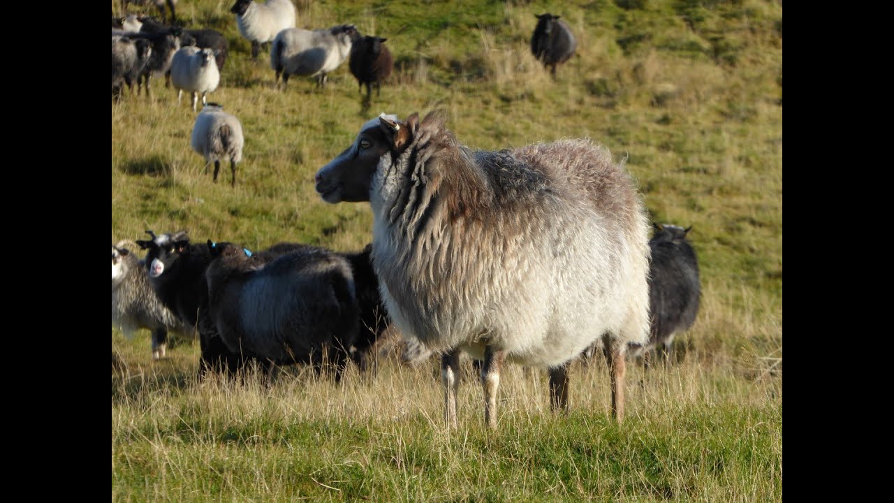 A brief look at traditional Old Norse sheep farming in the western part of Norway
