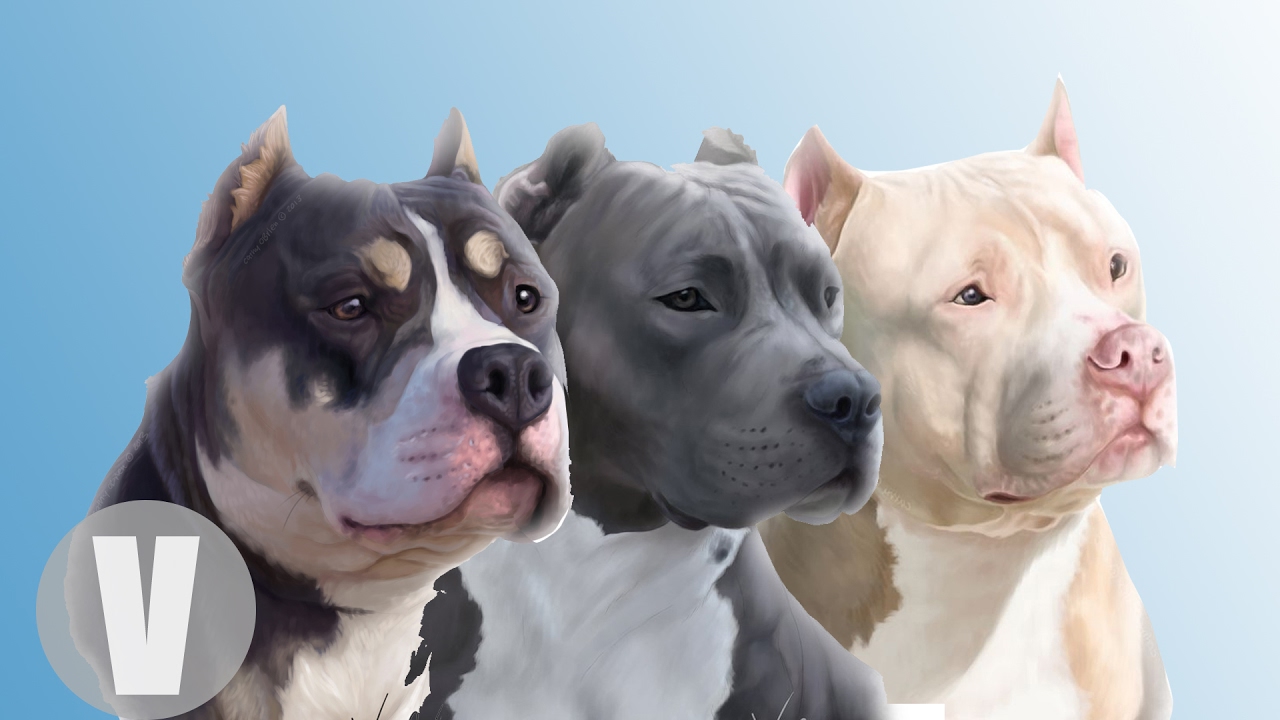 Diferentes tipos de PITBULL - Lines of PITBULL
