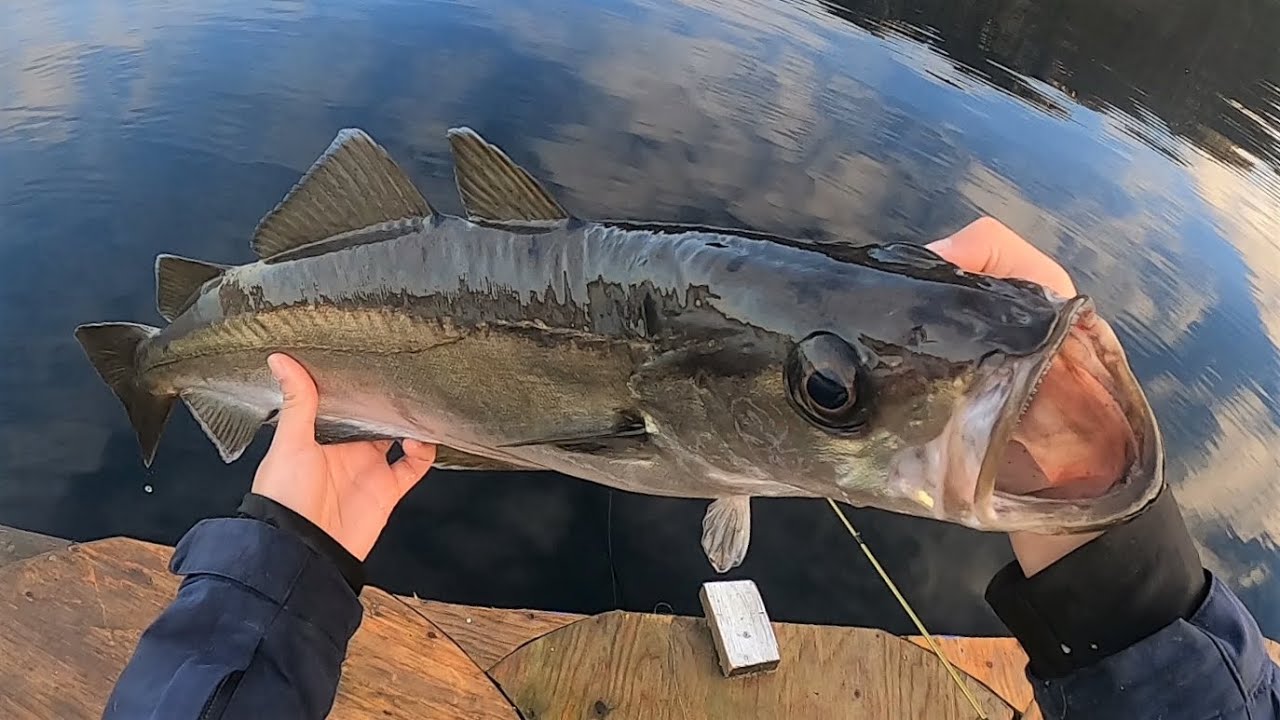 Fishing for Pollock and Wrasse in Norwegian Waters! | ABFishing