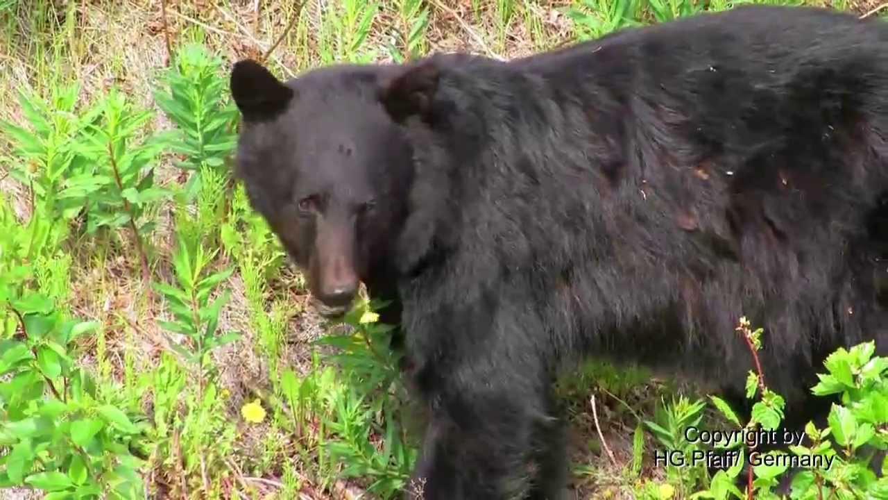 Scared Black Bear