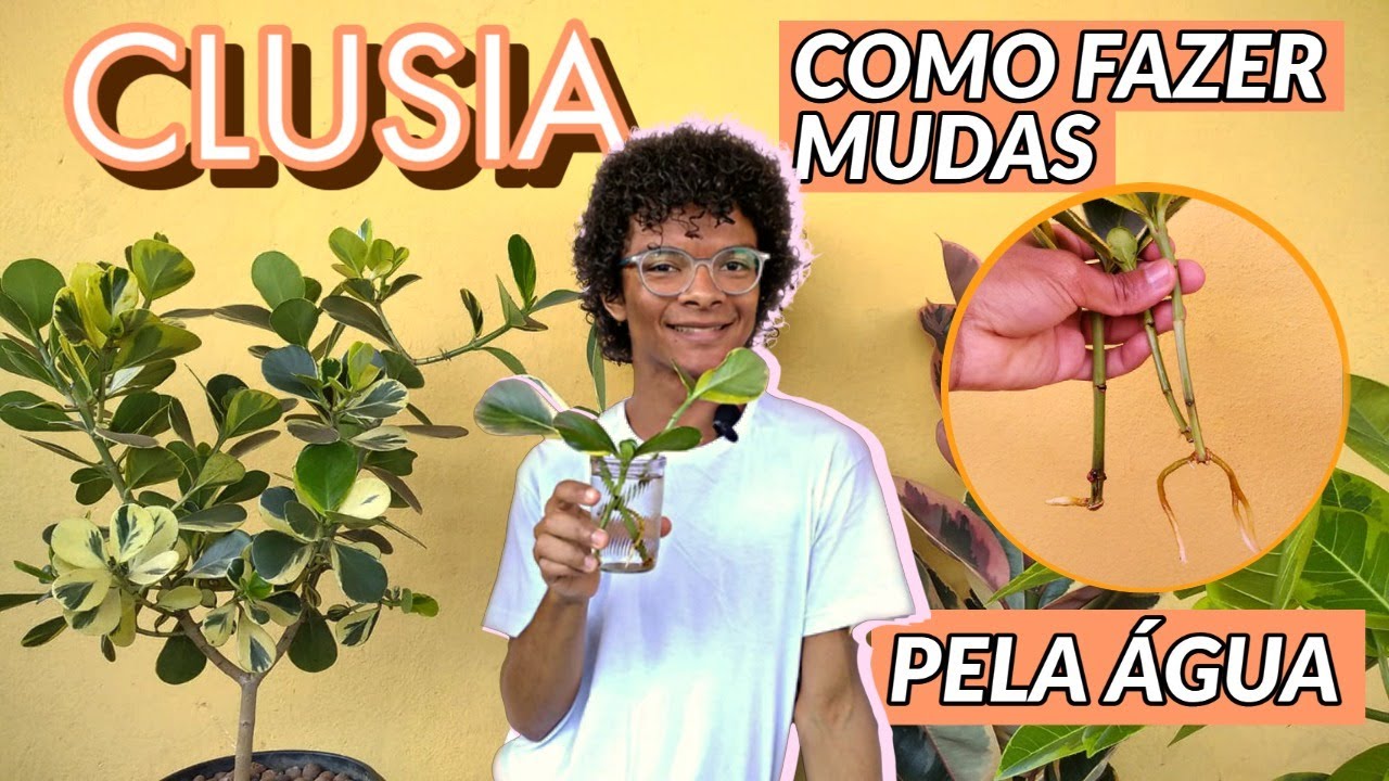 Como fazer mudas de Clusia, tutorial completo + resultado final e plantio das mudas!