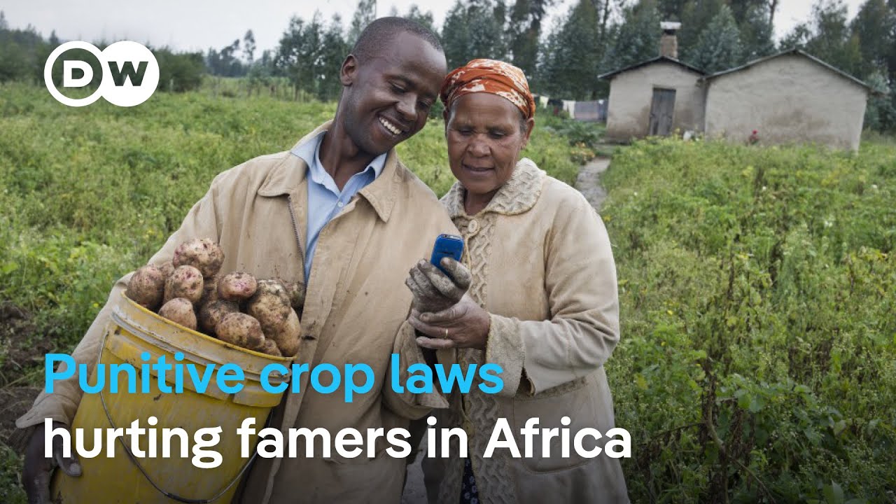 In Kenya, you could be imprisoned if convicted of sharing, or selling unregistered seeds.