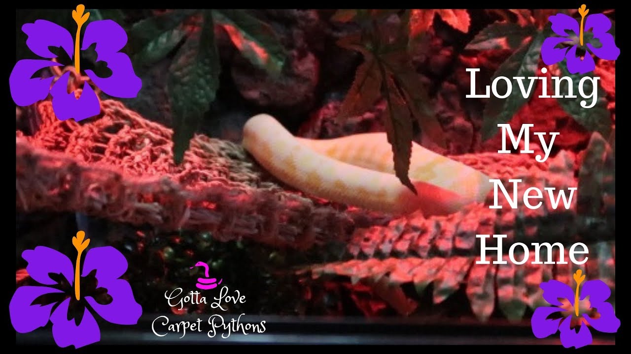 New Enclosure For My Python Amaya