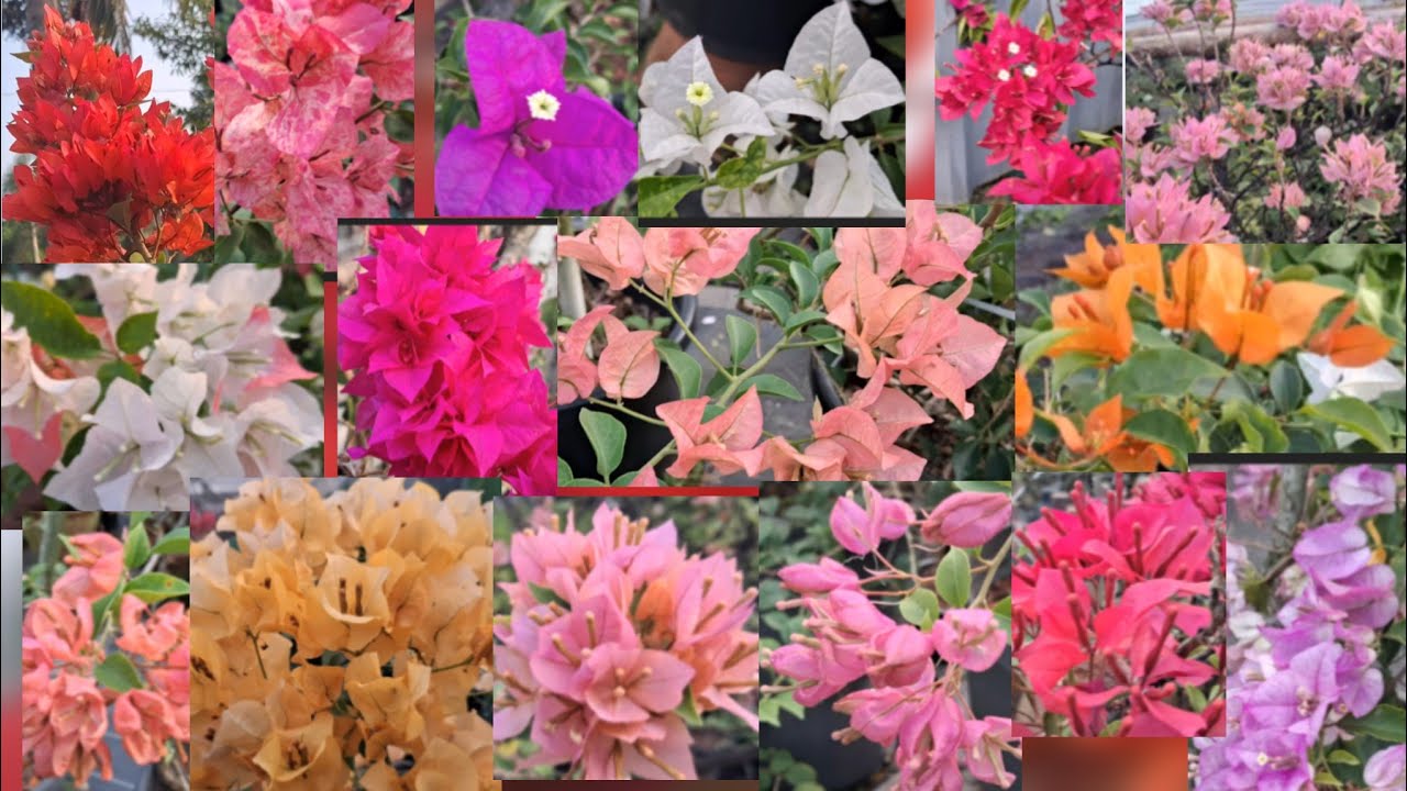 100 + Different  Colours In Bougainvilla Flower || Awsome colours &  Shapes || FLOWERS WORLD