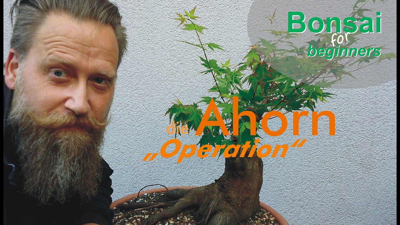 #bonsai : die Ahorn 