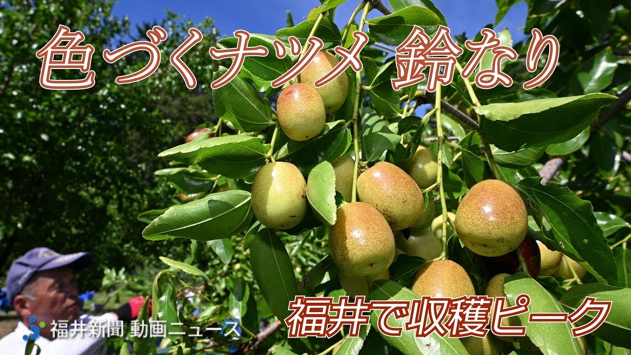 鈴なりのナツメ…枝を揺らすと次々落ちる　福井県福井市で収穫ピーク