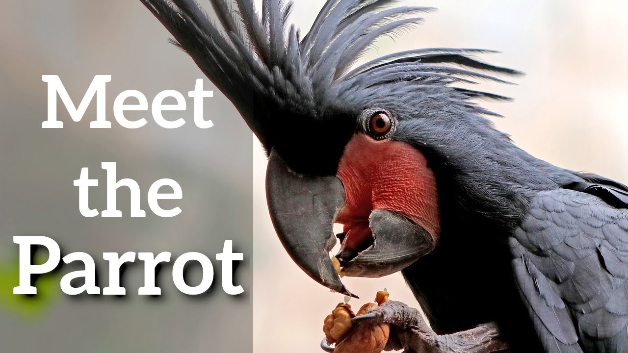 What is a Parrot? - Bone-crushing Beaks and Fancy Feet