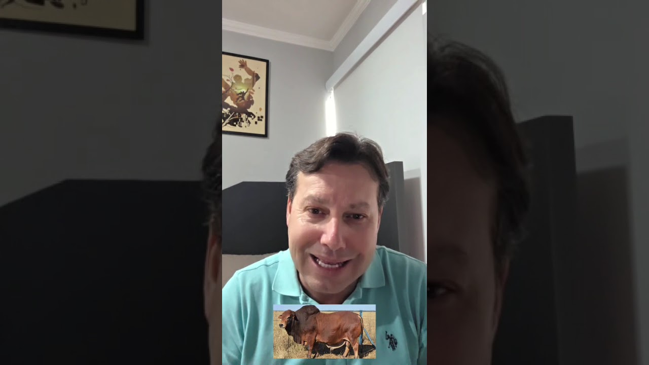 A Raça Nelore é Insubstituível, e base para qualquer outra Raça!