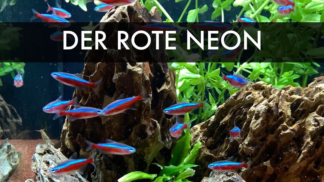 Roter Neon | Paracheirodon axelrodi