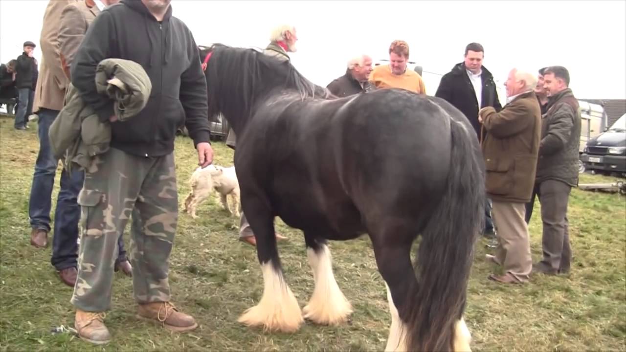 Ballinasloe Horse Fair