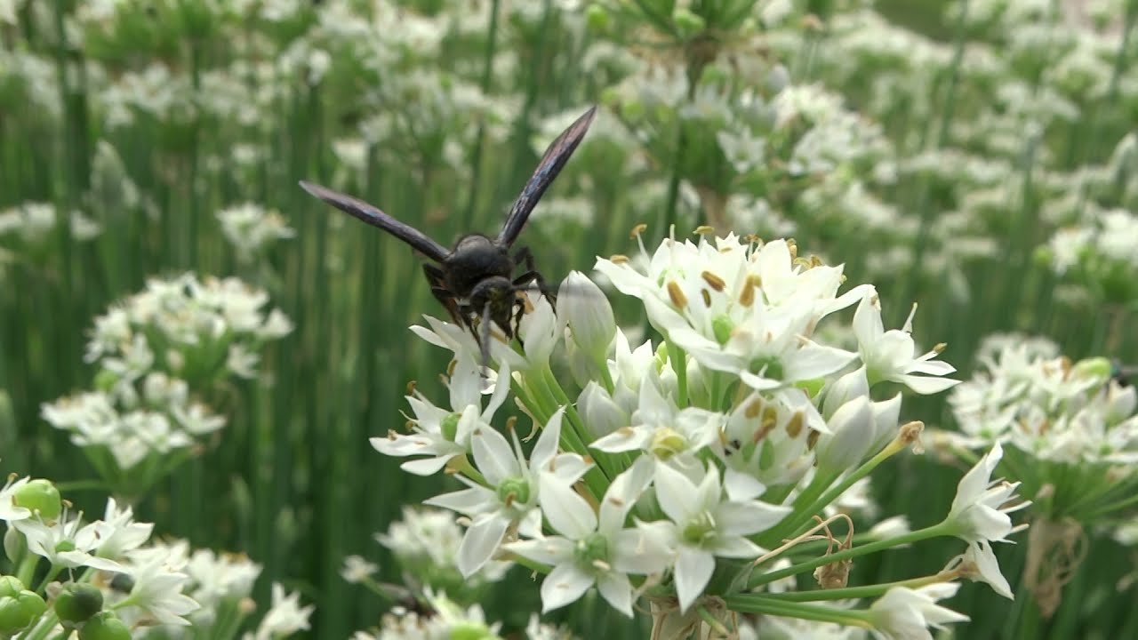 pollintor - Blue Winged Wasp