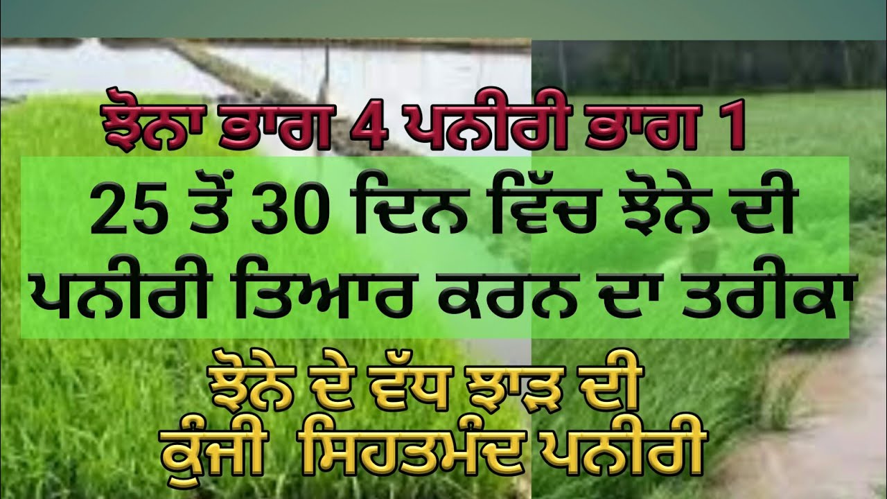 Paddy Nursery part 1, paddy part 4 with Sher Gill Markhai