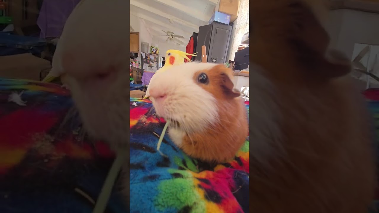 Bengal Eating Hay!