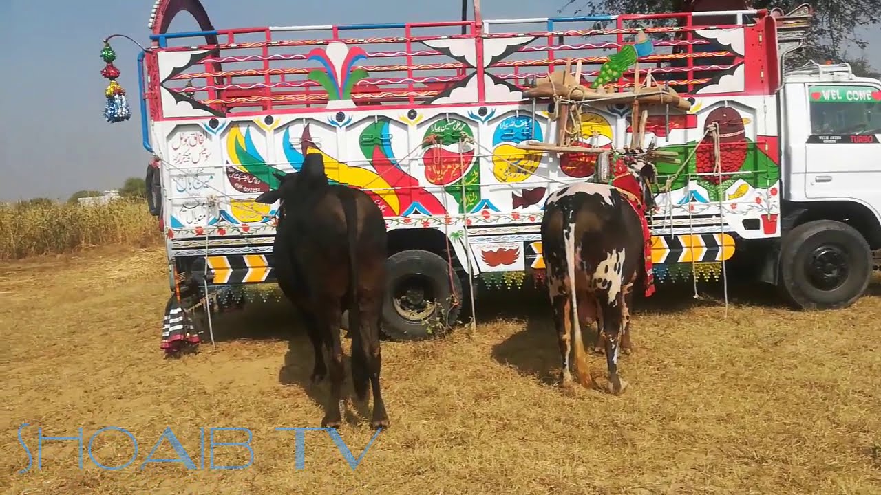 Heavy Beauty Just For Karah Lovers || Beauty in Gujrat || Karah Gujrat Lover || Shoaib Tv
