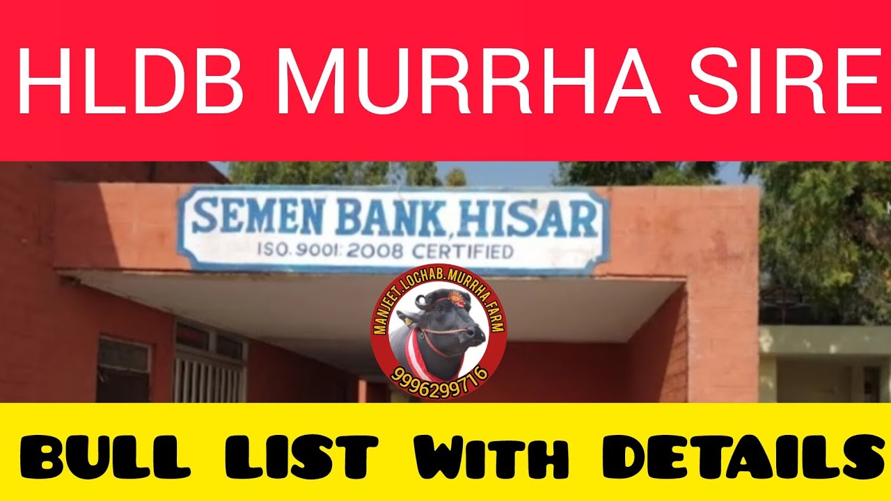 HLDB हिसार के 🐃PC BULL ओर M सिरीज MURRHA SIRE BULL LIST. SEMEN🏦BANK👉DETAILS @Manjeetlochabmurrhafarm ✅️👍