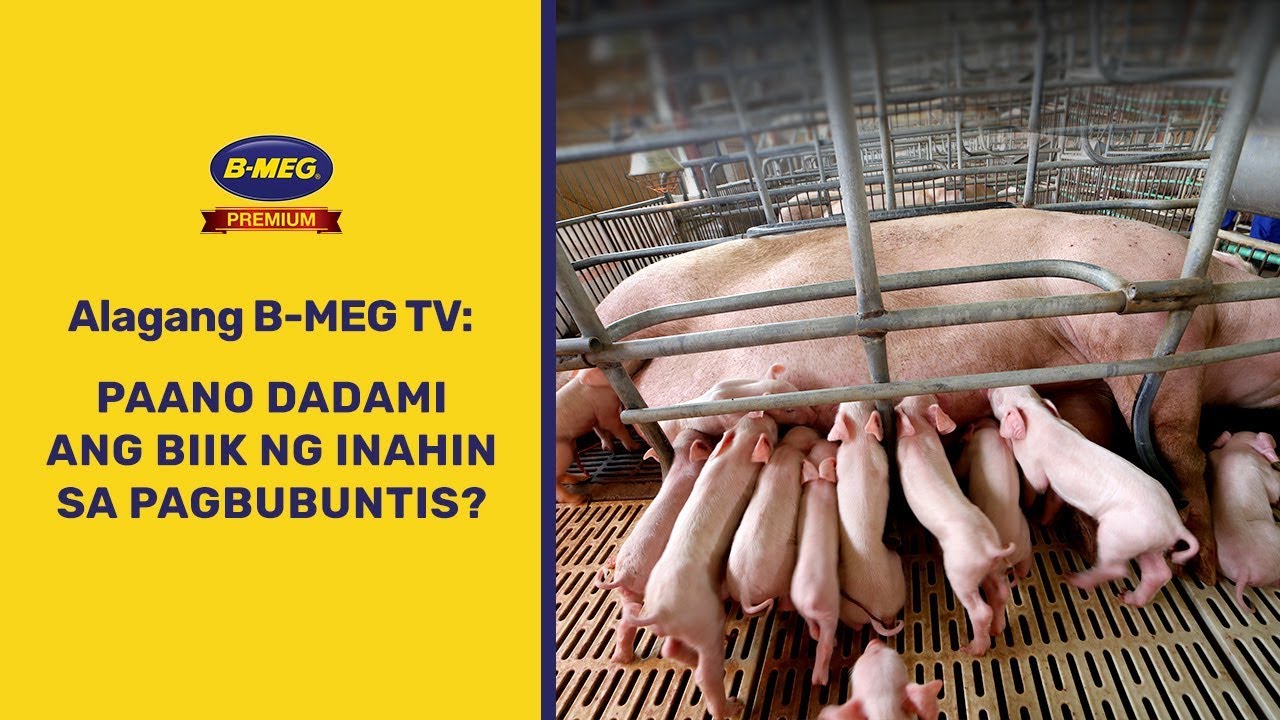 Tips Para DAMI BIIK ang Pagbubuntis ng Alagang Inahin |  | Alagang B-MEG TV EP 25