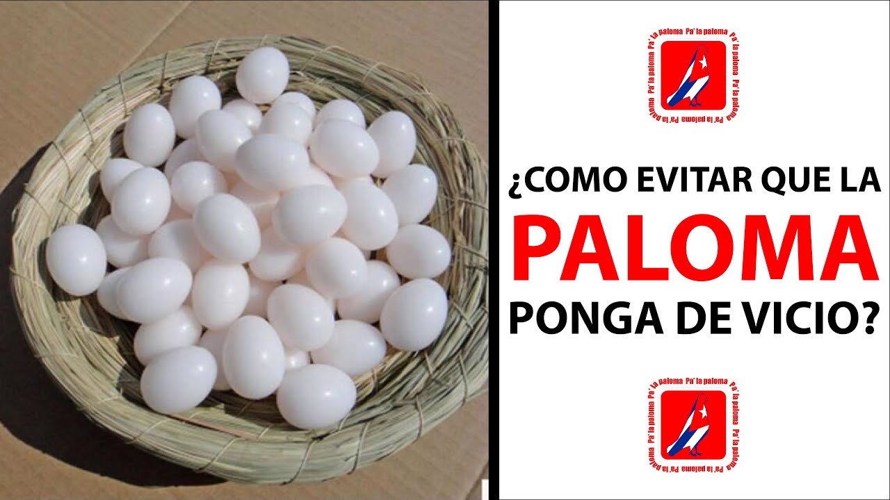 ¿COMO EVITAR QUE LAS PALOMAS PONGAN DE VICIO?