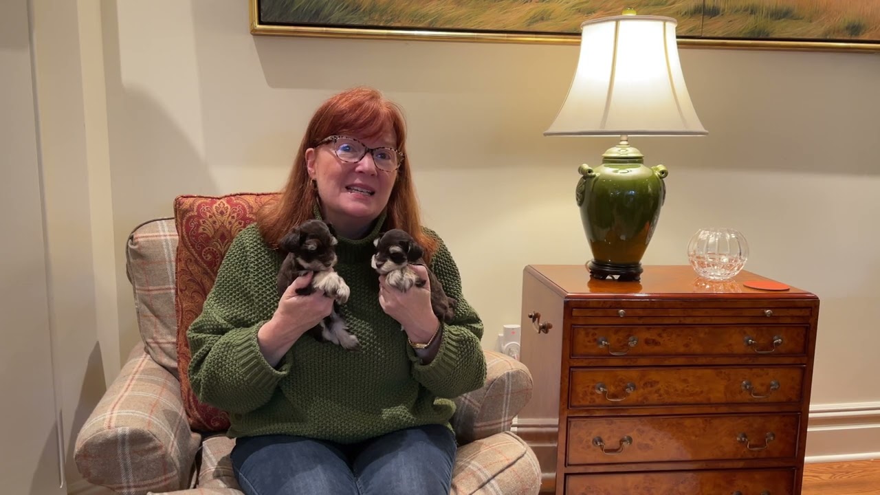 Getting a Toy SCHNAUZER Puppy from SVCC Toy Schnauzers