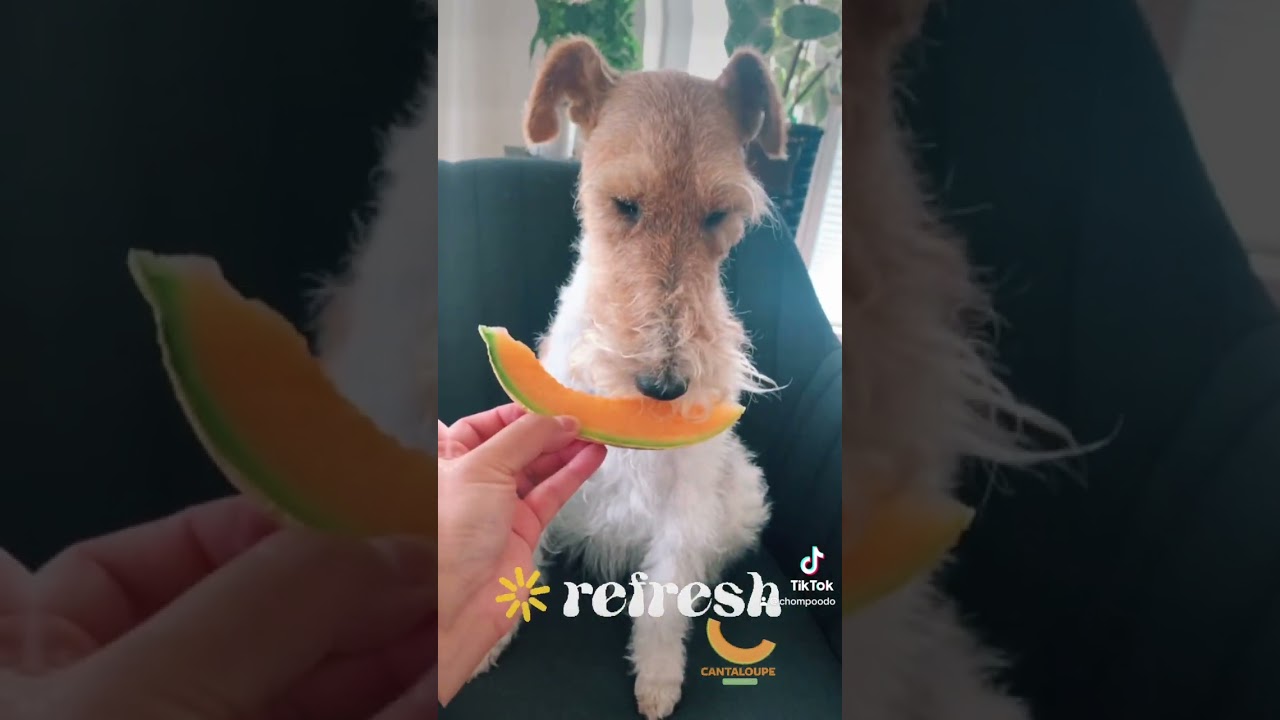 #kaiababychompoodo #wirefoxterrier #chompoodo #pets #foxterrier #doglover #hikingwithdogs #germany