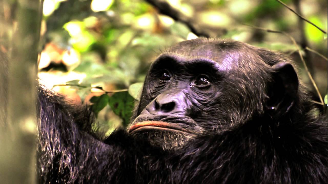 Kibale National Park