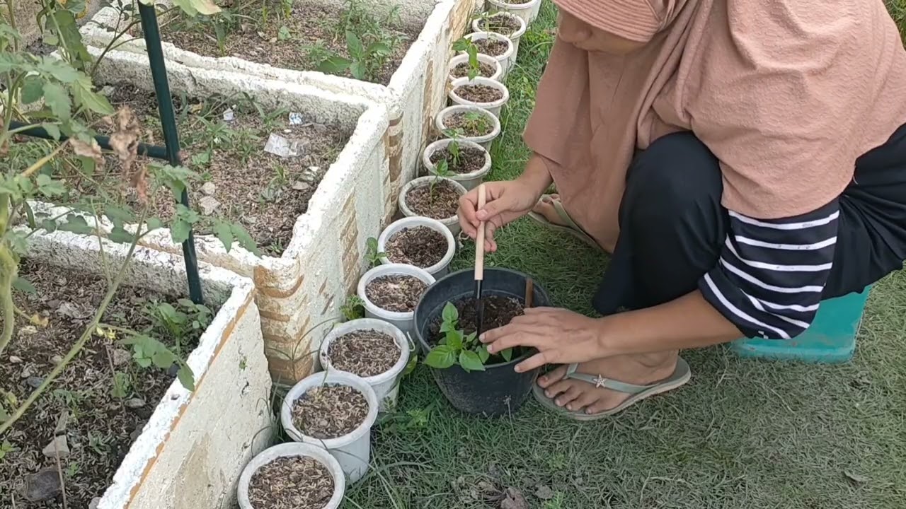 Pindah tanam cabe rawit di kebun halaman rumah #kebunhalaman #kebunmini 