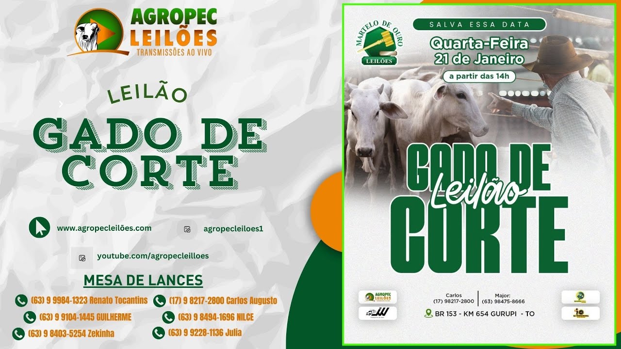 agropecleiloes.com LEILÃO GADO DE CORTE | MARTELO DE OURO LEILÕES - GURUPI-TO 21/01/2026.