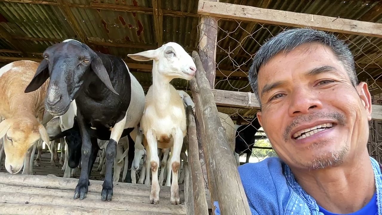 แกะ พ่อพันธุ์ มีจุดเด่น !! ตามไปเบิ่ง