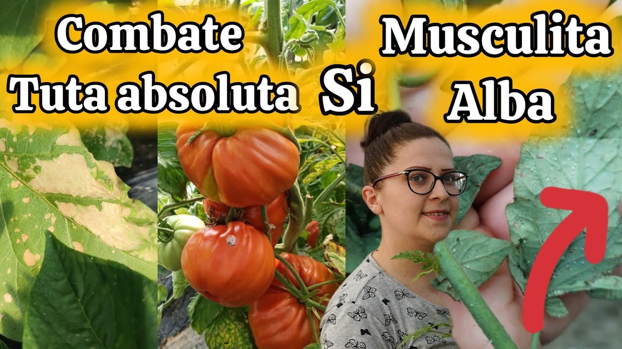 Combate Natural Musculița Albă și Tuta Absoluta Control